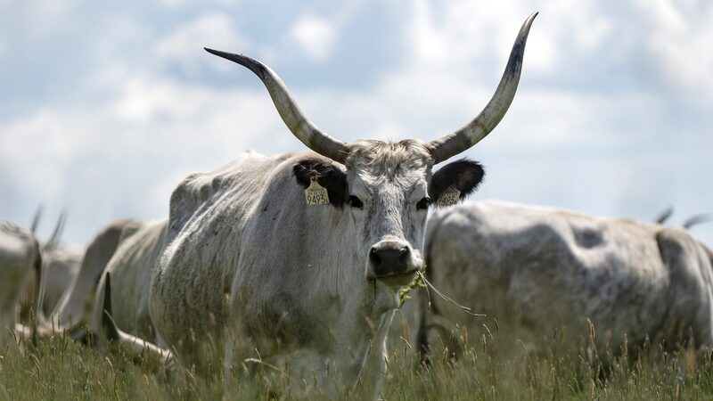 Majestic Hungarian Grey Cattle's Annual Migration Revitalizes National Park