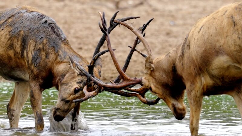 Majestic_Milu_Deer_Battle_for_Supremacy_in_Jiangsu_s_Dafeng_Reserve_poster - Khabar Asia Majestic_Milu_Deer_Battle_for_Supremacy_in_Jiangsu_s_Dafeng_Reserve video poster