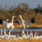 Majestic_Return__Siberian_Cranes_Arrive_at_Poyang_Lake_in_Jiangxi_for_Overwintering