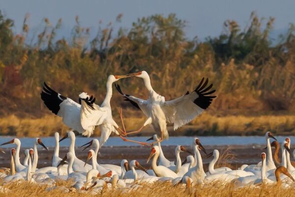 Majestic Return: Siberian Cranes Arrive at Poyang Lake in Jiangxi for Overwintering Majestic_Return__Siberian_Cranes_Arrive_at_Poyang_Lake_in_Jiangxi_for_Overwintering