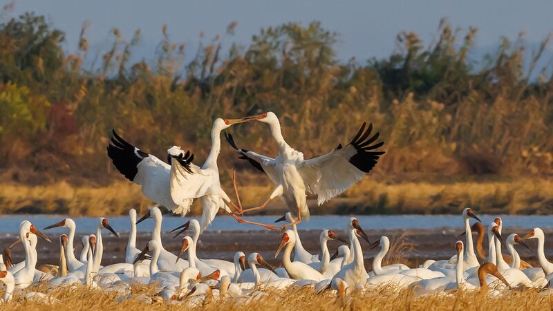Majestic_Return__Siberian_Cranes_Arrive_at_Poyang_Lake_in_Jiangxi_for_Overwintering - Khabar Asia Majestic_Return__Siberian_Cranes_Arrive_at_Poyang_Lake_in_Jiangxi_for_Overwintering