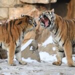 Majestic Siberian Tigers Frolic in Snow at Changchun Zoo