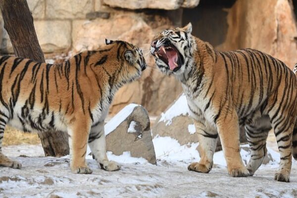 Majestic Siberian Tigers Frolic in Snow at Changchun Zoo Majestic Siberian Tigers Frolic in Snow at Changchun Zoo