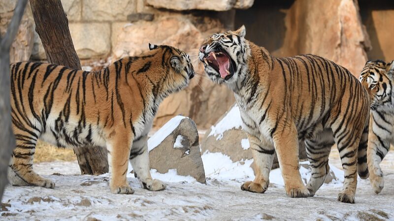 Majestic_Siberian_Tigers_Frolic_in_Snow_at_Changchun_Zoo - Khabar Asia Majestic Siberian Tigers Frolic in Snow at Changchun Zoo