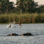 Malawi's Progress in Biodiversity Conservation Praised by UN Official