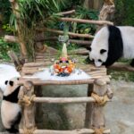 Malaysia's National Zoo Celebrates Giant Panda Couple's 17th Birthday video poster