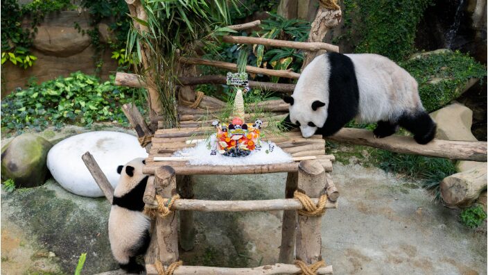 Malaysias_National_Zoo_Celebrates_Giant_Panda_Couples_17th_Birthday_poster - Khabar Asia Malaysia's National Zoo Celebrates Giant Panda Couple's 17th Birthday video poster