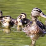 Mallard Ducklings Flourish in Restored Beijing Park