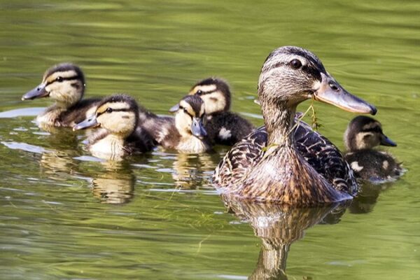 Mallard Ducklings Flourish in Restored Beijing Park Mallard Ducklings Flourish in Restored Beijing Park