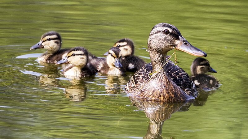 Mallard_Ducklings_Flourish_in_Restored_Beijing_Park - Khabar Asia Mallard Ducklings Flourish in Restored Beijing Park