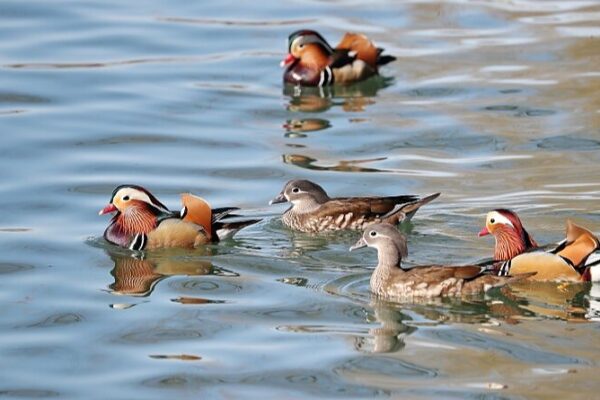 Mandarin Ducks Herald Early Spring at Beijing’s Beihai Park Mandarin Ducks Herald Early Spring at Beijing's Beihai Park