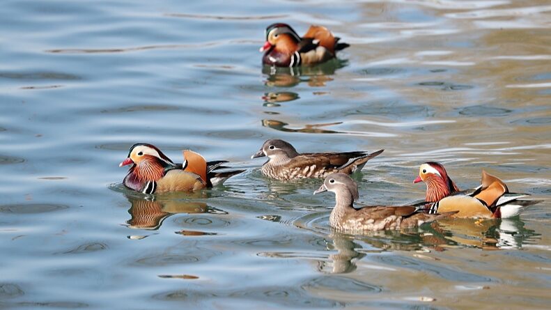 Mandarin_Ducks_Herald_Early_Spring_at_Beijings_Beihai_Park - Khabar Asia Mandarin Ducks Herald Early Spring at Beijing's Beihai Park