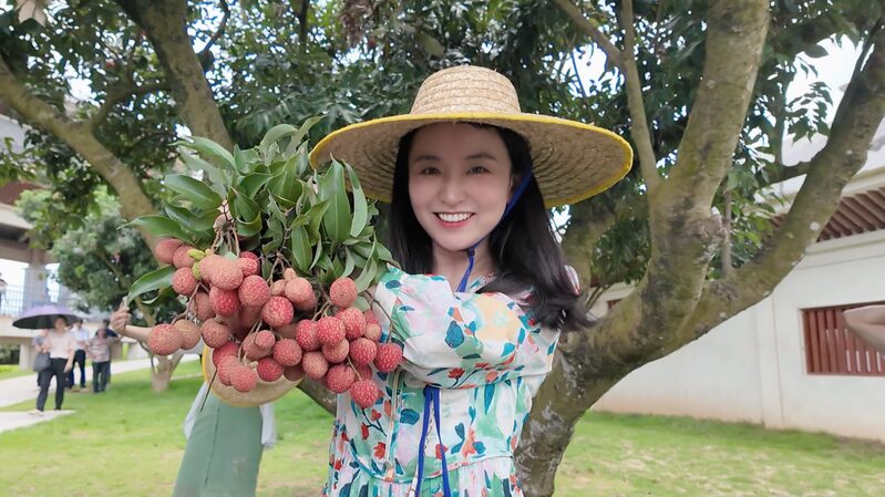 Maomings_Millennium-Old_Litchi_Orchard_Harvesting_2000_Years_of_History_poster - Khabar Asia Maoming's Millennium-Old Litchi Orchard: Harvesting 2,000 Years of History video poster