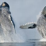 Marine Heat Waves Trigger Decline of North Pacific Humpback Whales: Study