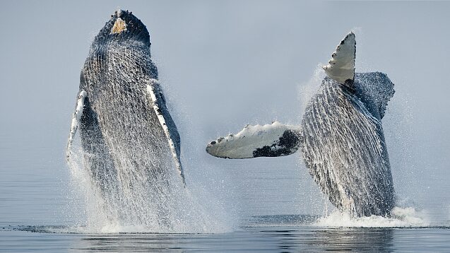 Marine_Heat_Waves_Trigger_Decline_of_North_Pacific_Humpback_Whales_Study - Khabar Asia Marine Heat Waves Trigger Decline of North Pacific Humpback Whales: Study
