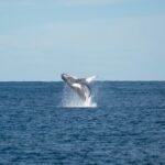 Marine_Protected_Areas_Fall_Short_in_Protecting_New_Zealand_Whales
