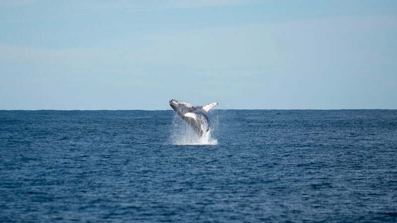 Marine_Protected_Areas_Fall_Short_in_Protecting_New_Zealand_Whales