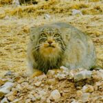 Marvelous Qinghai: Meet the Grumpy-Faced Pallas's Cat video poster