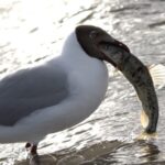 Marvelous Qinghai: Naked Carp Migration Feeds Thousands of Birds video poster