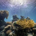 Mass Coral Bleaching Threatens Asia's Reefs Amid Global Ocean Warming