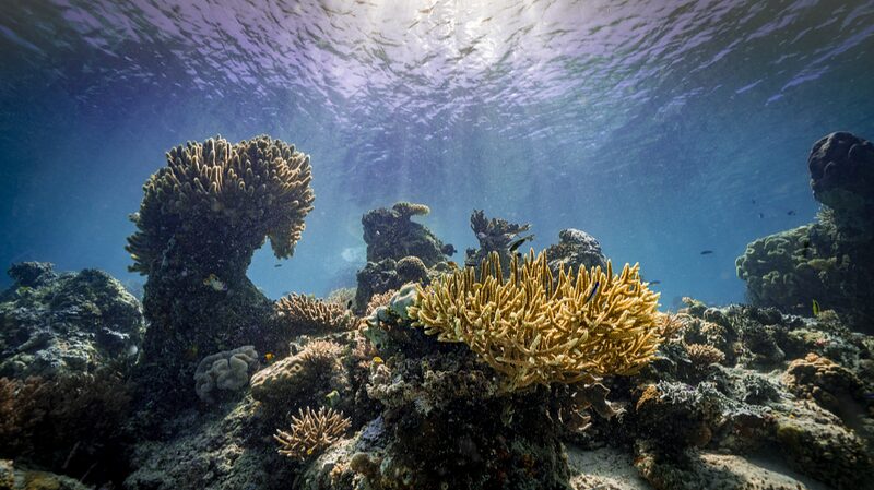 Mass Coral Bleaching Threatens Asia's Reefs Amid Global Ocean Warming