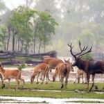 Mating Season Drama: Milu Deer Stags Battle at China's Dafeng Reserve video poster