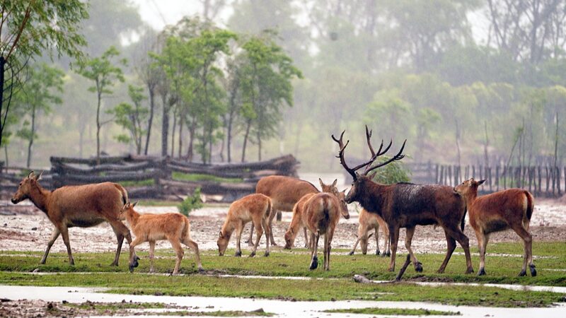 Mating Season Drama: Milu Deer Stags Battle at China's Dafeng Reserve video poster