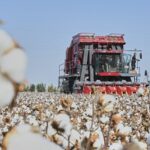 Mechanized Cotton Harvesting Transforms Agriculture in Xinjiang video poster