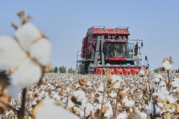 Mechanized Cotton Harvesting Transforms Agriculture in Xinjiang Mechanized Cotton Harvesting Transforms Agriculture in Xinjiang video poster