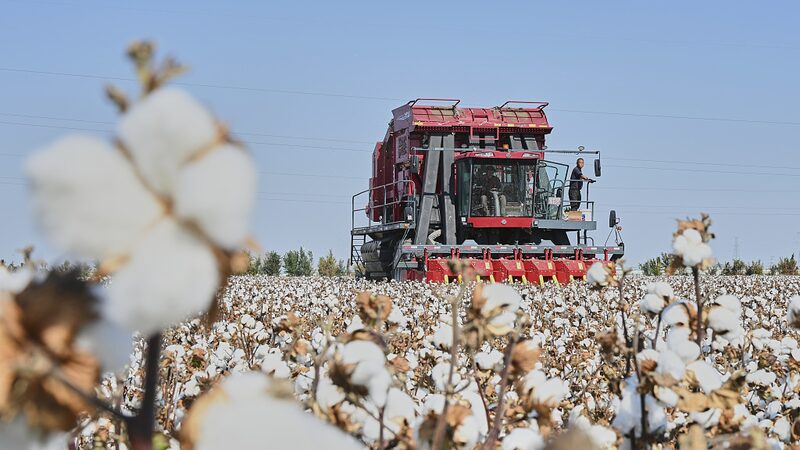 Mechanized_Cotton_Harvesting_Transforms_Agriculture_in_Xinjiang_poster - Khabar Asia Mechanized Cotton Harvesting Transforms Agriculture in Xinjiang video poster