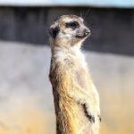 Meerkats_Bask_in_Winter_Sunshine_at_East_China_s_Chishan_Lake_Wetland_Park