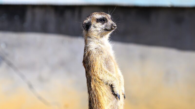 Meerkats_Bask_in_Winter_Sunshine_at_East_China_s_Chishan_Lake_Wetland_Park - Khabar Asia Meerkats_Bask_in_Winter_Sunshine_at_East_China_s_Chishan_Lake_Wetland_Park