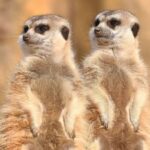 Meerkats_and_Lemurs_Line_Up_for_Winter_Sunbathing_at_Qingdao_Zoo
