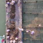 Meet the Master Oyster: Reviving China's Oyster Heritage in Shajing video poster