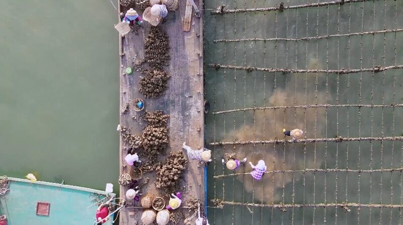 Meet_the_Master_Oyster_Reviving_Chinas_Oyster_Heritage_in_Shajing_poster - Khabar Asia Meet the Master Oyster: Reviving China's Oyster Heritage in Shajing video poster