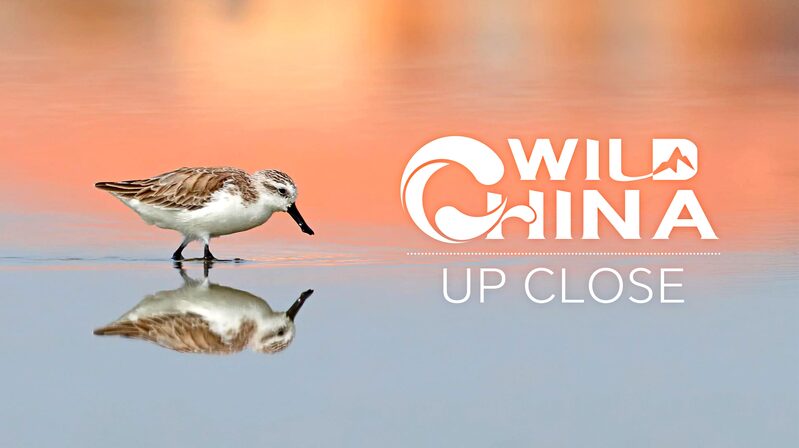 Meet_the__Little_Spoon___The_Spoon_Billed_Sandpiper_s_Journey_Through_East_China_s_Wetlands_poster - Khabar Asia Meet_the__Little_Spoon___The_Spoon_Billed_Sandpiper_s_Journey_Through_East_China_s_Wetlands video poster