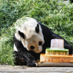 Meiling__Jiangxi_s_Sole_Giant_Panda__Celebrates_20th_Birthday_with_Fans