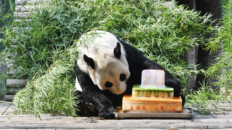 Meiling__Jiangxi_s_Sole_Giant_Panda__Celebrates_20th_Birthday_with_Fans - Khabar Asia Meiling__Jiangxi_s_Sole_Giant_Panda__Celebrates_20th_Birthday_with_Fans