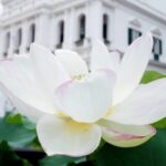 Melody_of_Return__Macao_Celebrates_25th_Anniversary_with_Spectacular_Flower_Exhibition