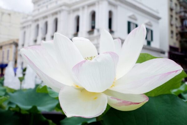 Melody_of_Return__Macao_Celebrates_25th_Anniversary_with_Spectacular_Flower_Exhibition