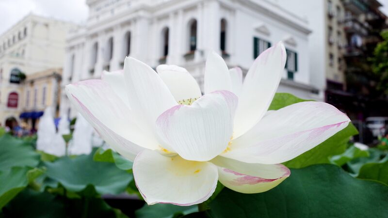 Melody_of_Return__Macao_Celebrates_25th_Anniversary_with_Spectacular_Flower_Exhibition - Khabar Asia Melody_of_Return__Macao_Celebrates_25th_Anniversary_with_Spectacular_Flower_Exhibition