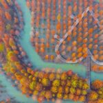 Metasequoia Forest in East China Dazzles with Autumn Colors