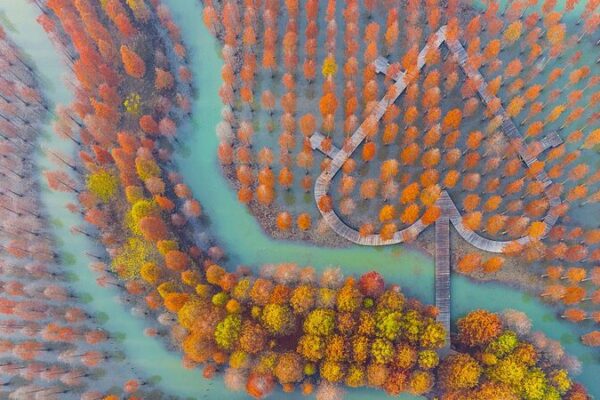 Metasequoia Forest in East China Dazzles with Autumn Colors Metasequoia Forest in East China Dazzles with Autumn Colors