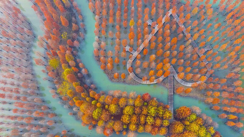 Metasequoia_Forest_in_East_China_Dazzles_with_Autumn_Colors - Khabar Asia Metasequoia Forest in East China Dazzles with Autumn Colors