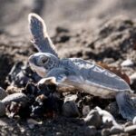 Mexico Evacuates Sea Turtle Eggs as Hurricane Beryl Looms
