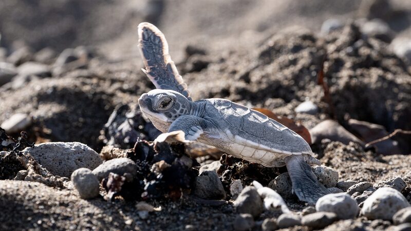 Mexico Evacuates Sea Turtle Eggs as Hurricane Beryl Looms
