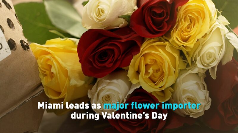 Miami Leads as Major Flower Importer During Valentine's Day video poster