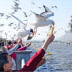 Migrating Black-headed Gulls Delight Tourists at Kunming's Dianchi Lake