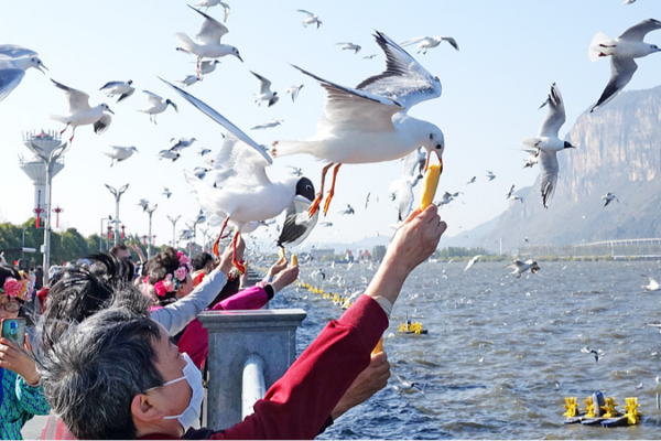 Migrating Black-headed Gulls Delight Tourists at Kunming's Dianchi Lake