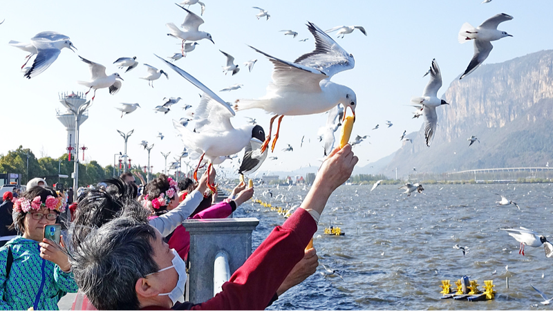 Migrating_Black-headed_Gulls_Delight_Tourists_at_Kunmings_Dianchi_Lake - Khabar Asia Migrating Black-headed Gulls Delight Tourists at Kunming's Dianchi Lake